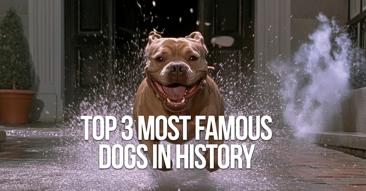 FUN-Top 3 Most Famous Dogs in History